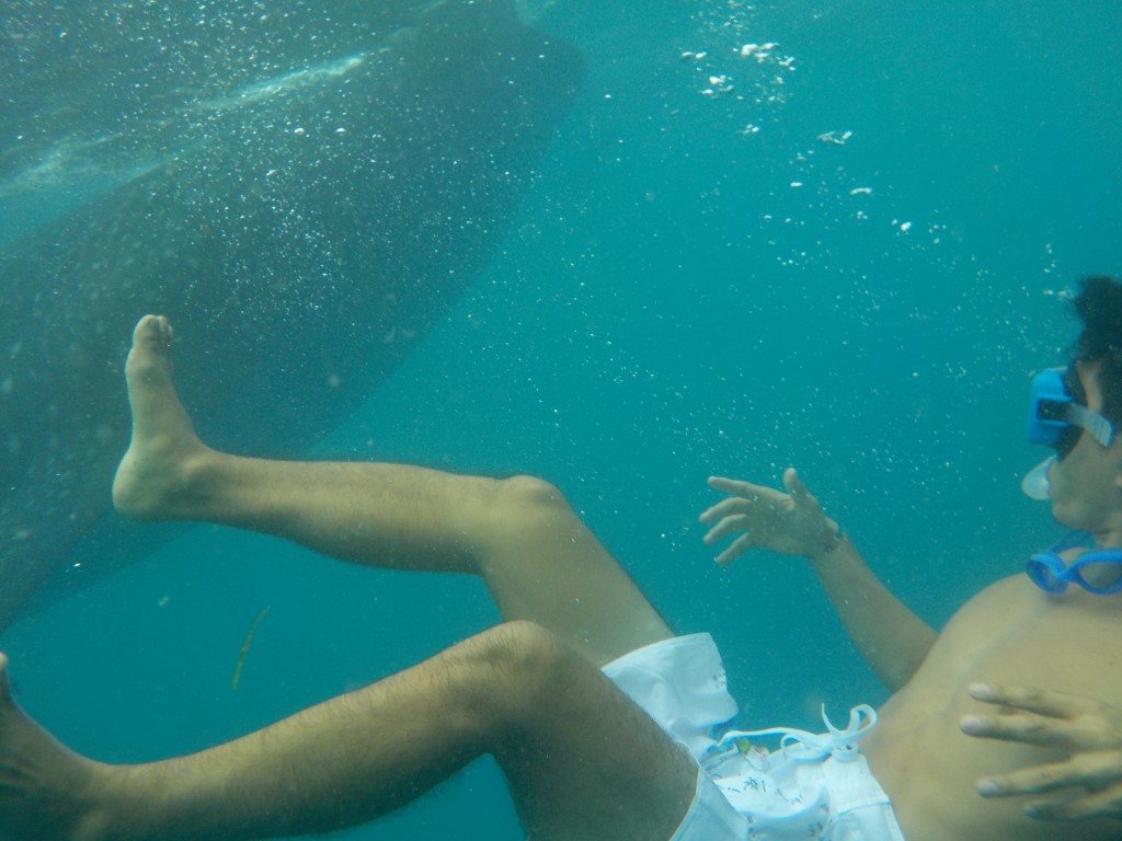 フィリピンではサメと泳ぎました。